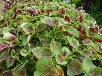 Chống lão hóa da cực nhanh chỉ với rau dền